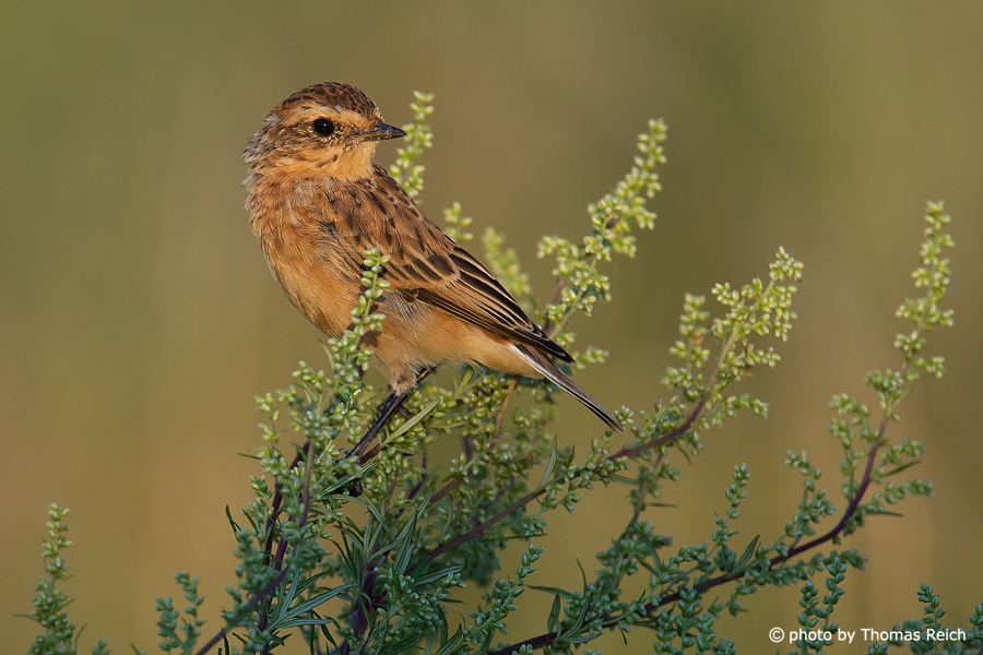 Whinchat female sitting on a plant