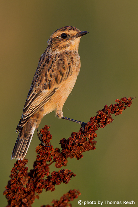 Whinchat foraging