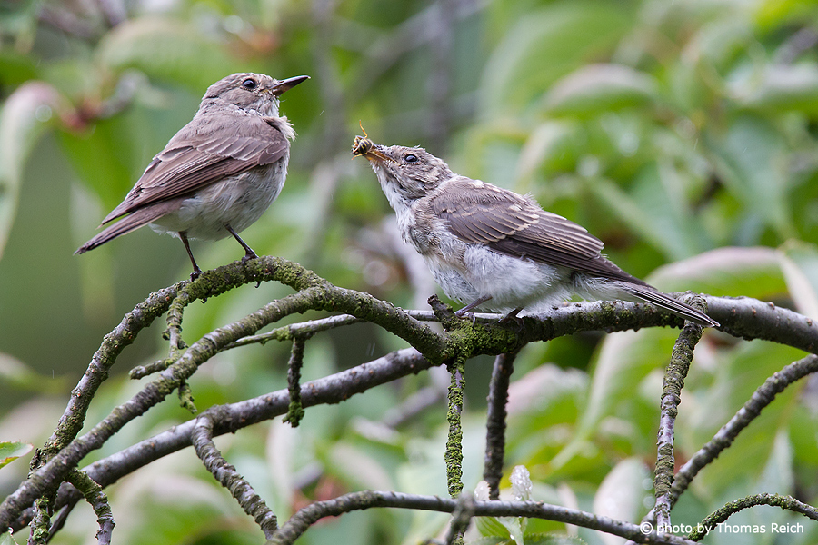 Spotted flycatcher with insects in beak