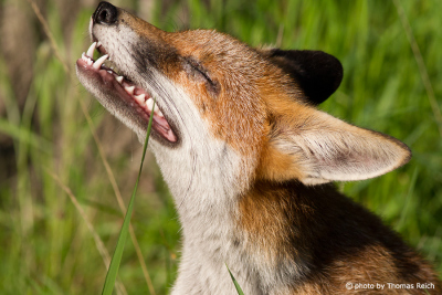 Red Fox teeth