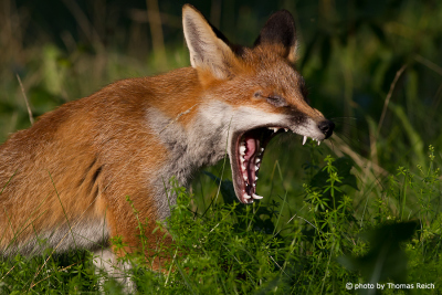 Fuchs beim Gähnen
