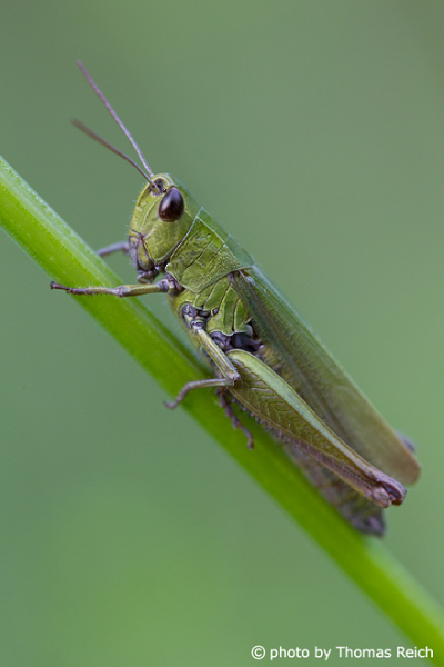 Orthoptera legs