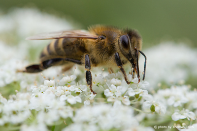 Biene Bestäubung