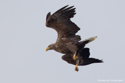 White-tailed Eagle descending on prey
