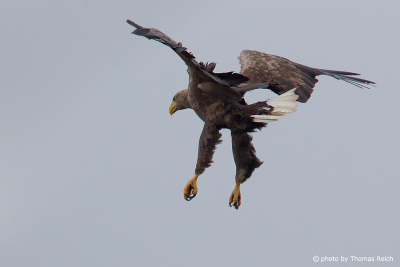 White-tailed Eagle with legs outstretched from behind