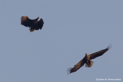 Two White-tailed Eagle flying in the blue sky