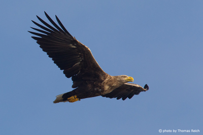 Old white-tailed eagle in flight