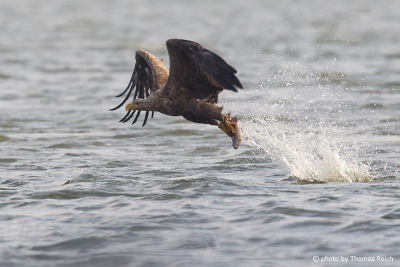 Fising White-tailed Eagle