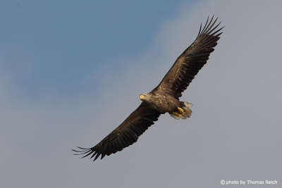 White-tailed Eagle gliding in the sky