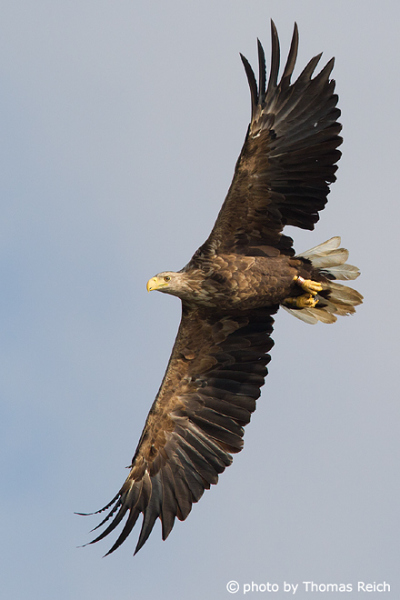 White-tailed Eagle Height