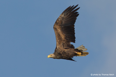 Flying White-tailed Eagle side view