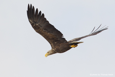 White-tailed Eagle feathering
