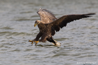 White-tailed Eagle approaching prey in water