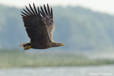 White-tailed Eagle flying above a lake