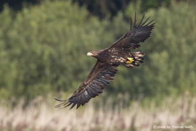 Young sea eagle flying over reed belt