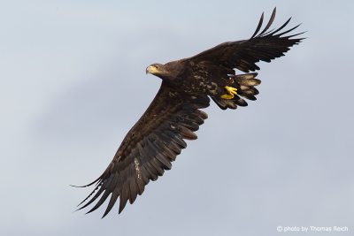 Front color view image of a white-tailed eagle juvenile