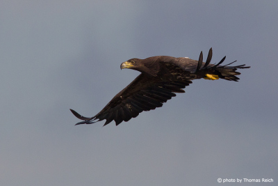 Feathers of immature white-tailed eagle