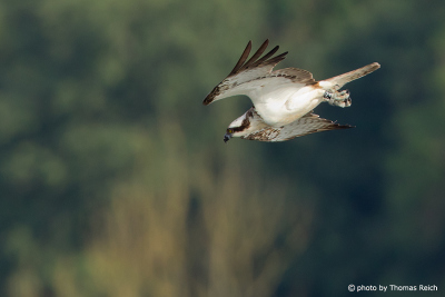 Osprey bird flight images