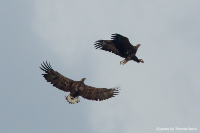 Two young White-tailed Eagles