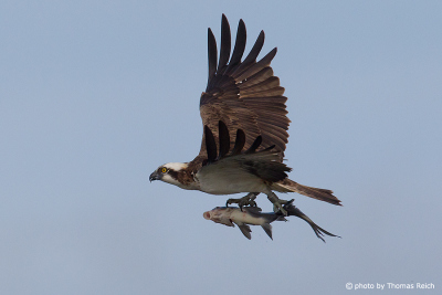 Osprey bird with fish in flight direction