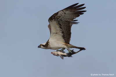 Osprey brings fish to nest