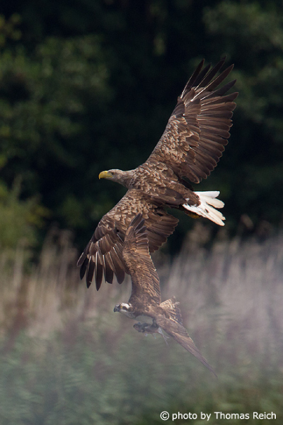 White-tailed Eagle and Osprey