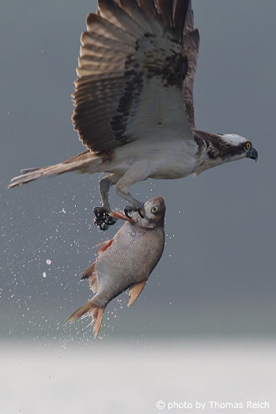 Osprey catches big fish