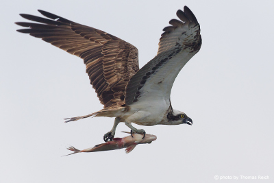 Osprey call in flight