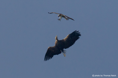 Osprey attacks White-tailed Eagle