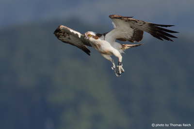 Osprey bird raptor