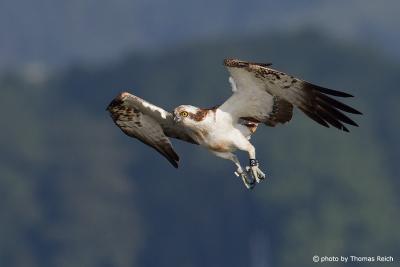 Osprey in flight frontal view