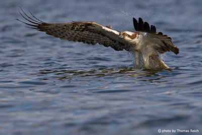Osprey diving into water