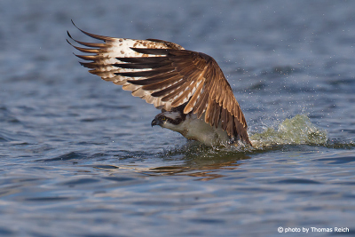Osprey bird diving for fish