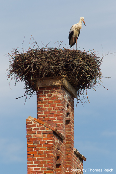 White Stork standing in nest