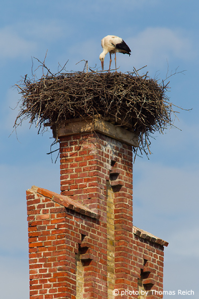 White Stork nest site