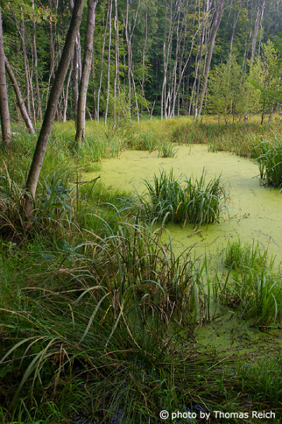 Swamp Carr bog landscape MV