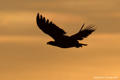 White-tailed Eagle Silhoutte in the evening sky