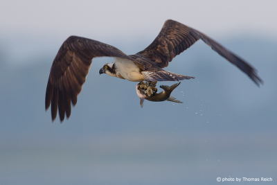 Osprey with freshly caught fish