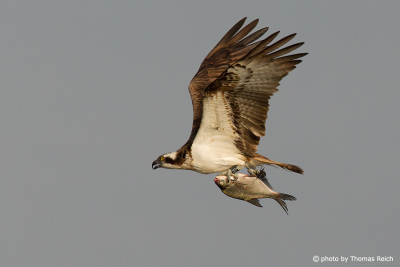 Osprey eat fish after hunting
