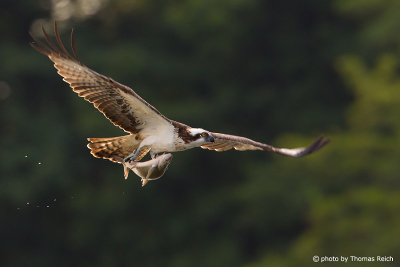 Picture Osprey bird in flight