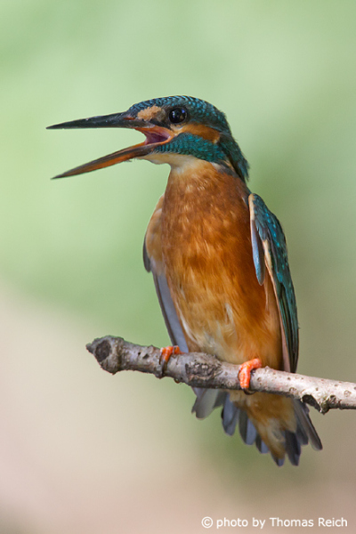Singing Common Kingfisher female