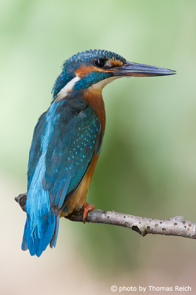 Common Kingfisher Color
