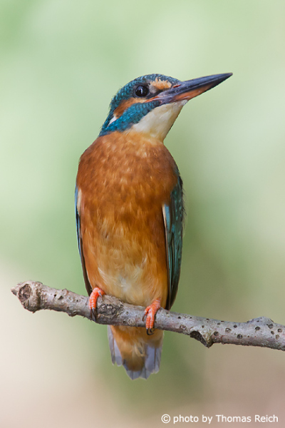 Beautiful Common Kingfisher female