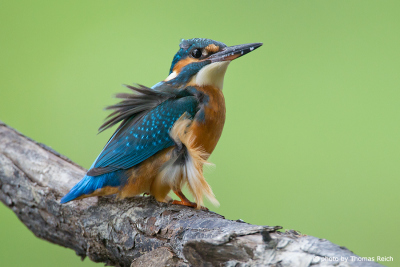 Common Kingfisher bird with ruffled feathers
