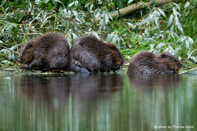 Beaver babies feeding