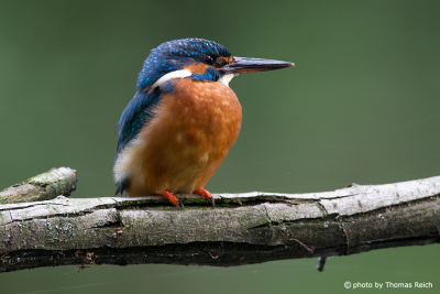 Common Kingfisher front view