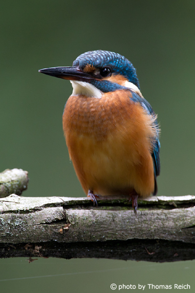 Common Kingfisher frontal