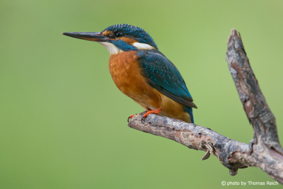 Female Common Kingfisher side view