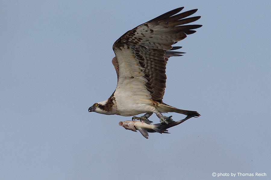 Osprey brings fish to nest