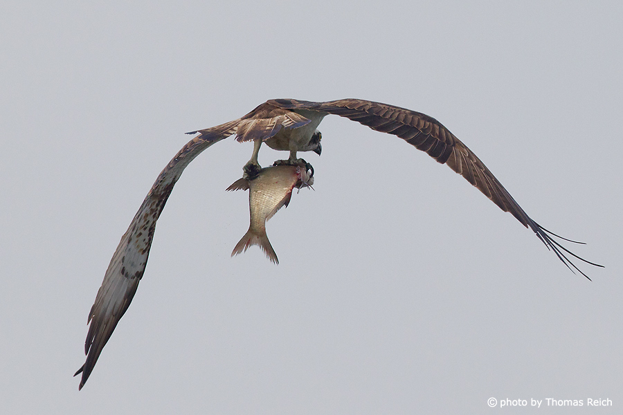 Flying Osprey from behind